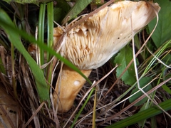 Lactifluus hygrophoroides