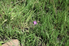 Senecio polyodon subglaber