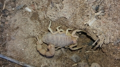 Parabuthus planicauda