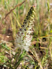 Lachenalia contaminata