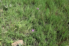 Senecio polyodon subglaber