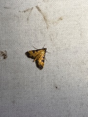 Ategumia ebulealis
