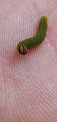 Ochlodes sylvanus