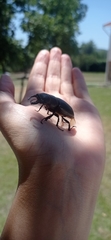 Lucanus barbarossa