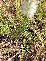 Lachenalia contaminata