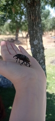 Lucanus barbarossa