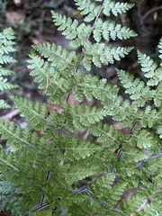 Cheilanthes bergiana