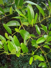 Smilax laurifolia