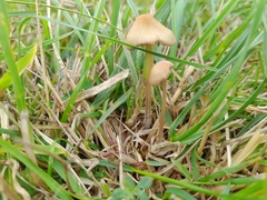 Conocybe tenera