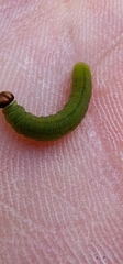 Ochlodes sylvanus