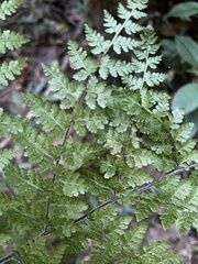 Cheilanthes bergiana