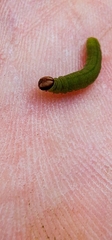 Ochlodes sylvanus