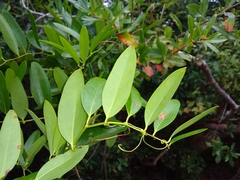 Smilax laurifolia