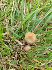 Conocybe tenera
