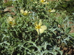 Argemone subfusiformis