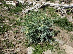 Argemone subfusiformis