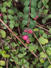 Symphoricarpos orbiculatus