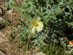 Argemone subfusiformis
