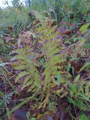 Dennstaedtia punctilobula
