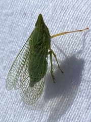 Dictyophara multireticulata