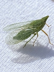 Dictyophara multireticulata