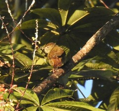 Iole viridescens cinnamomeoventris