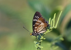 Euripus nyctelius