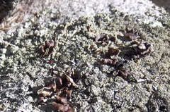 Xanthoparmelia conspersa