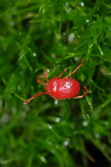 Microtrombidiidae