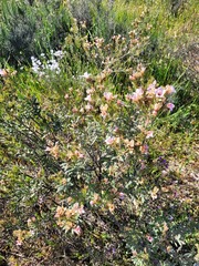 Lobostemon fruticosus