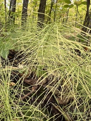 Equisetum pratense
