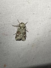 Lacinipolia laudabilis