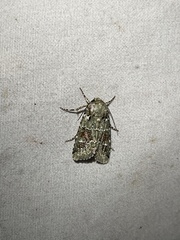 Lacinipolia laudabilis