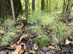 Equisetum pratense