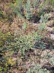 Oedera fruticosa