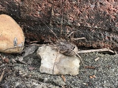 Odiellus spinosus