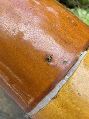 Poecilocoris lewisi