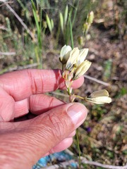 Ixia abbreviata abbreviata