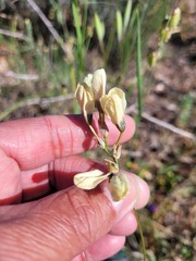 Ixia abbreviata abbreviata