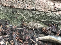 Odiellus spinosus