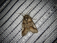 Protomiselia bilinea