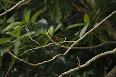 Sittiparus castaneoventris