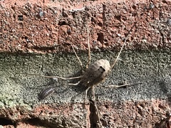 Odiellus spinosus