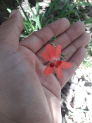 Freesia laxa
