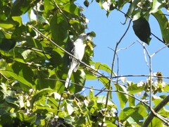 Pericrocotus divaricatus