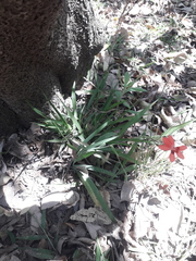 Freesia laxa