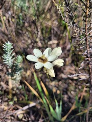 Ixia abbreviata abbreviata