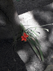 Freesia laxa