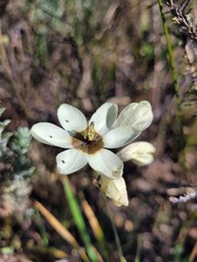 Ixia abbreviata abbreviata