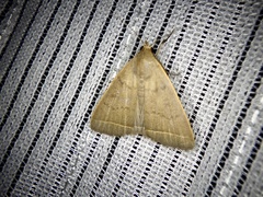 Simplicia niphona